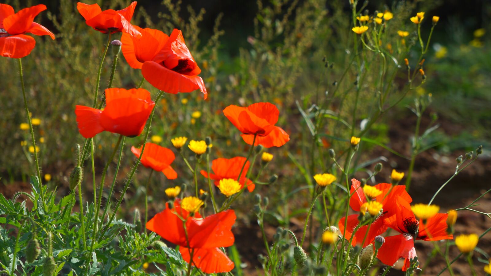 Sony Alpha a3000 + Sony E 18-55mm F3.5-5.6 OSS sample photo. Nature, plants, poppies photography
