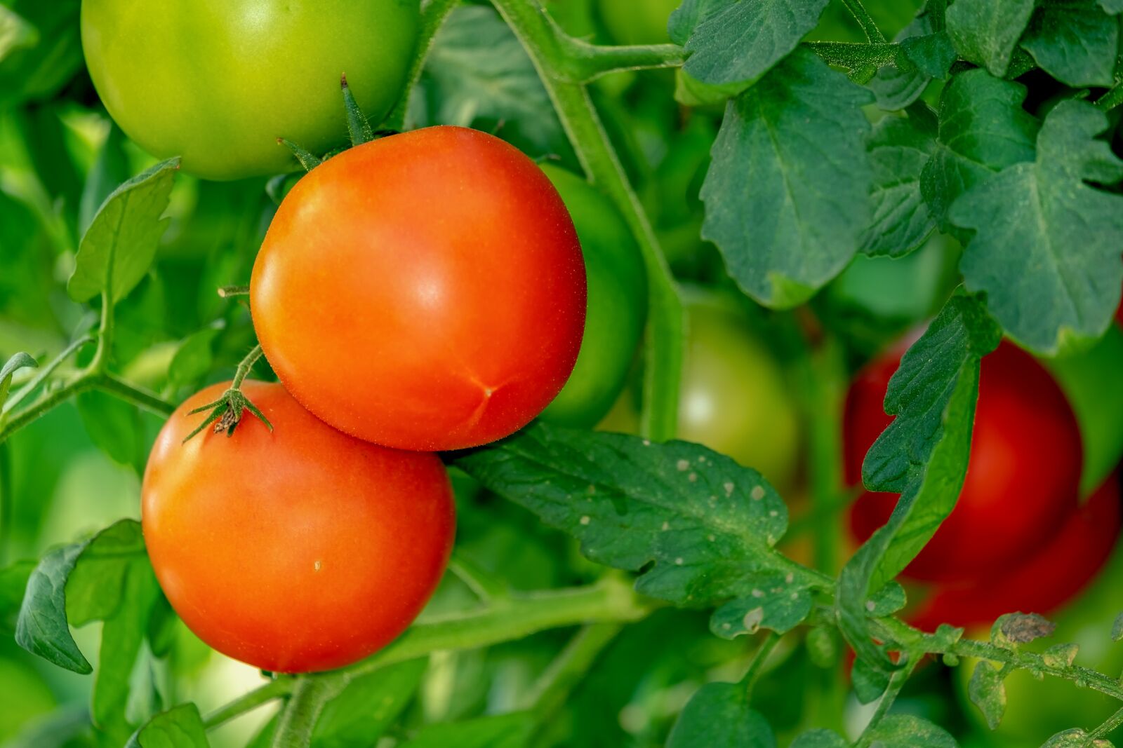 Fujifilm XF 55-200mm F3.5-4.8 R LM OIS sample photo. Tomatoes, bush, vegetables photography