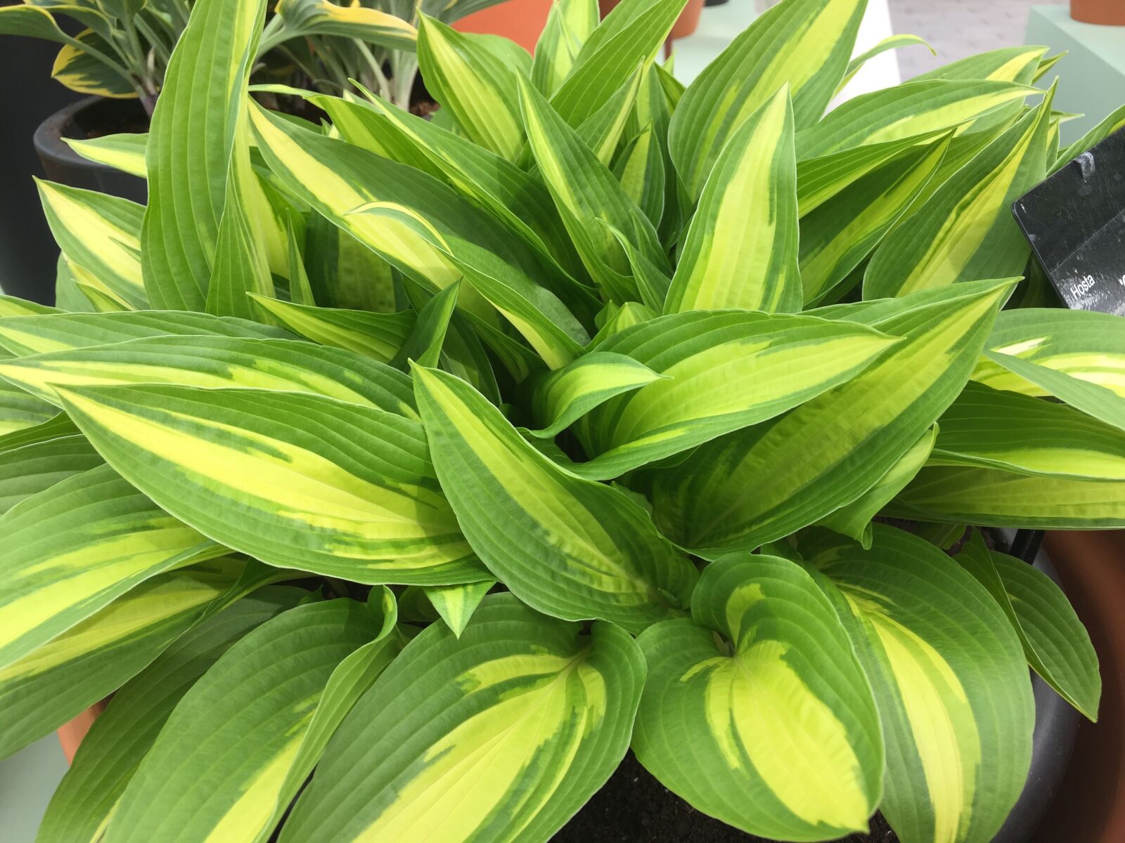Apple iPhone 6 sample photo. Plantain lily, shrub, plant photography