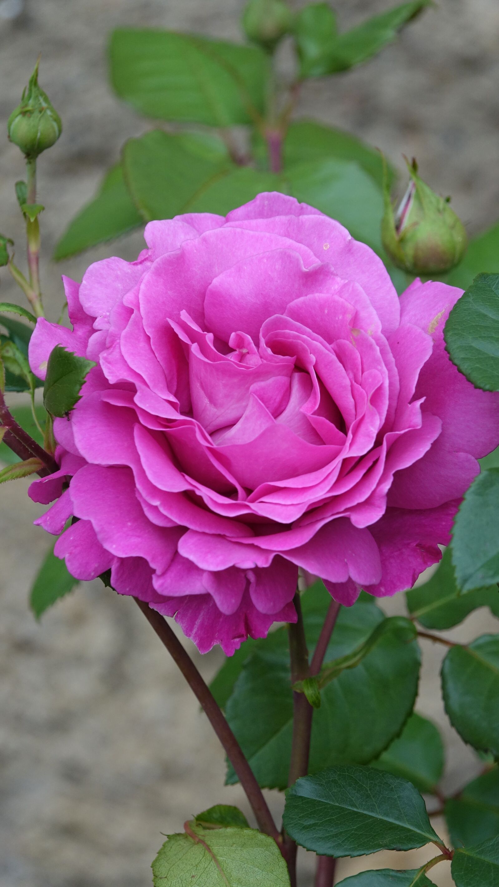 Sony Cyber-shot DSC-RX10 III sample photo. Pink, nature, blossomed photography