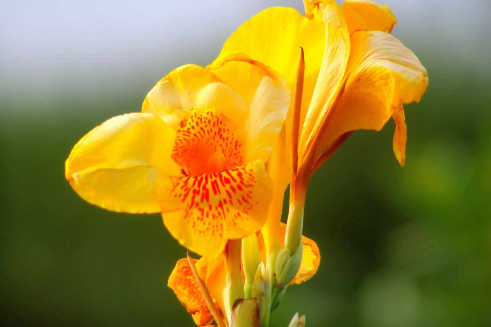 Tokina SD 400mm f/5.6 sample photo. Yellow, wild, flower photography