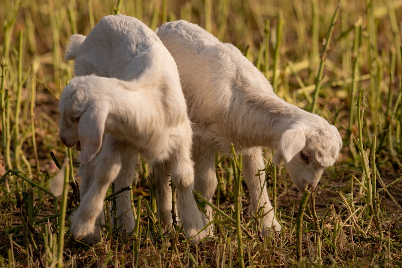 150-600mm F5-6.3 DG OS HSM | Contemporary 015 sample photo. Goats lambs, animal, goats photography