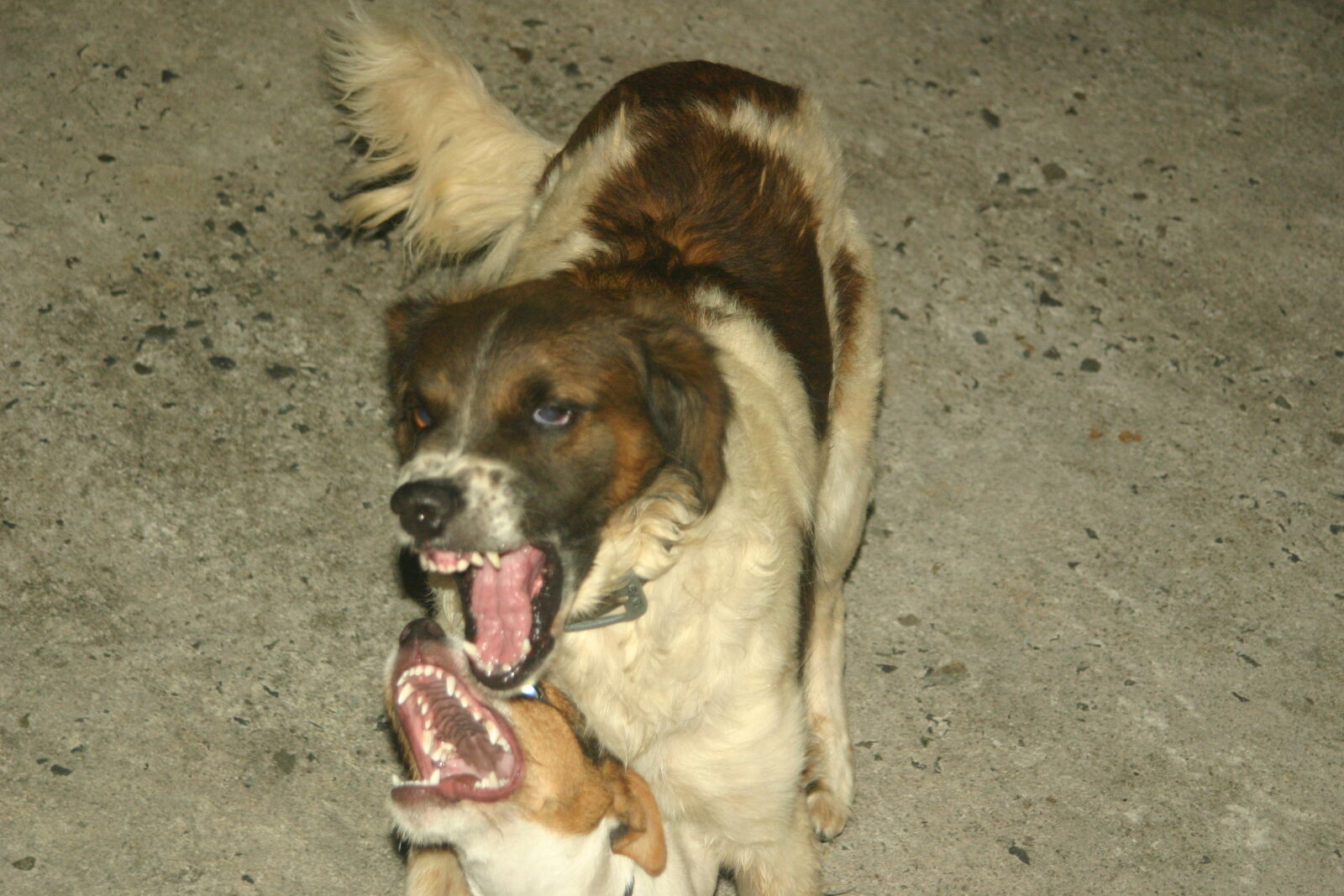 Canon EOS 300D (EOS Digital Rebel / EOS Kiss Digital) sample photo. Dogs, fight photography