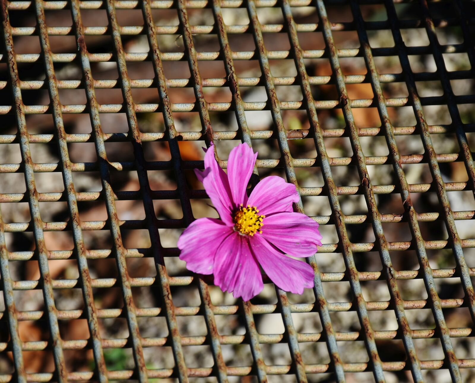Nikon D7200 sample photo. Grid, rust, metal photography
