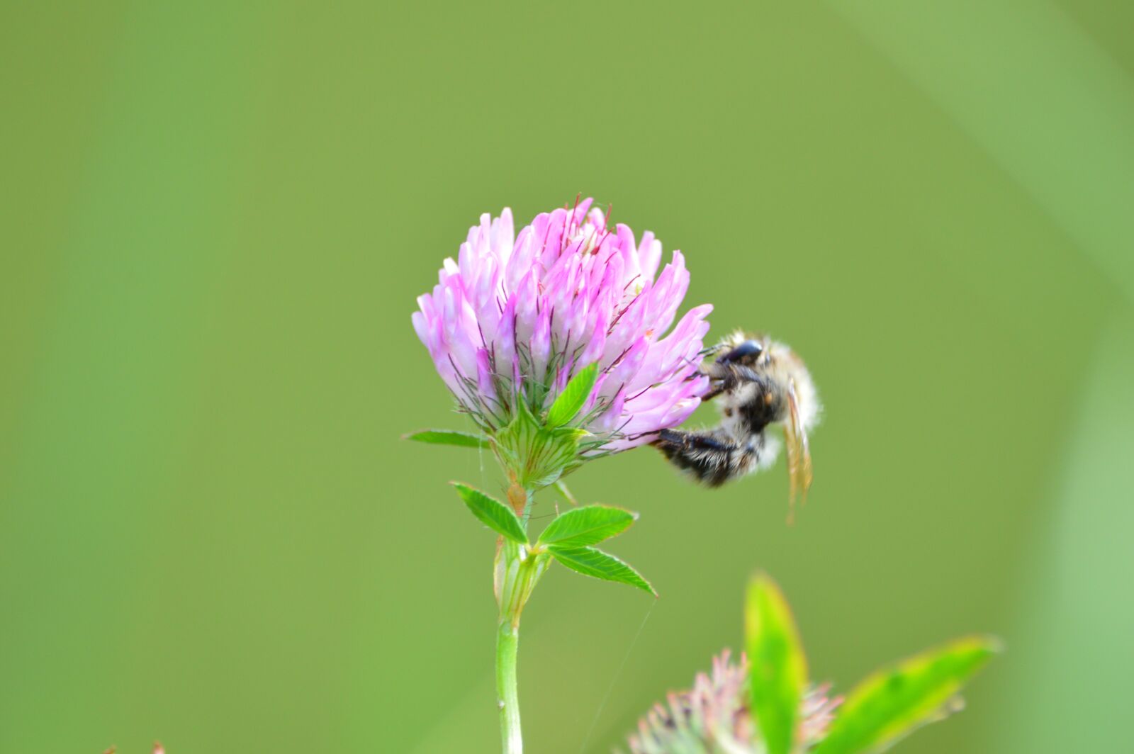 Nikon D3200 sample photo. Flower, blossom, bloom photography