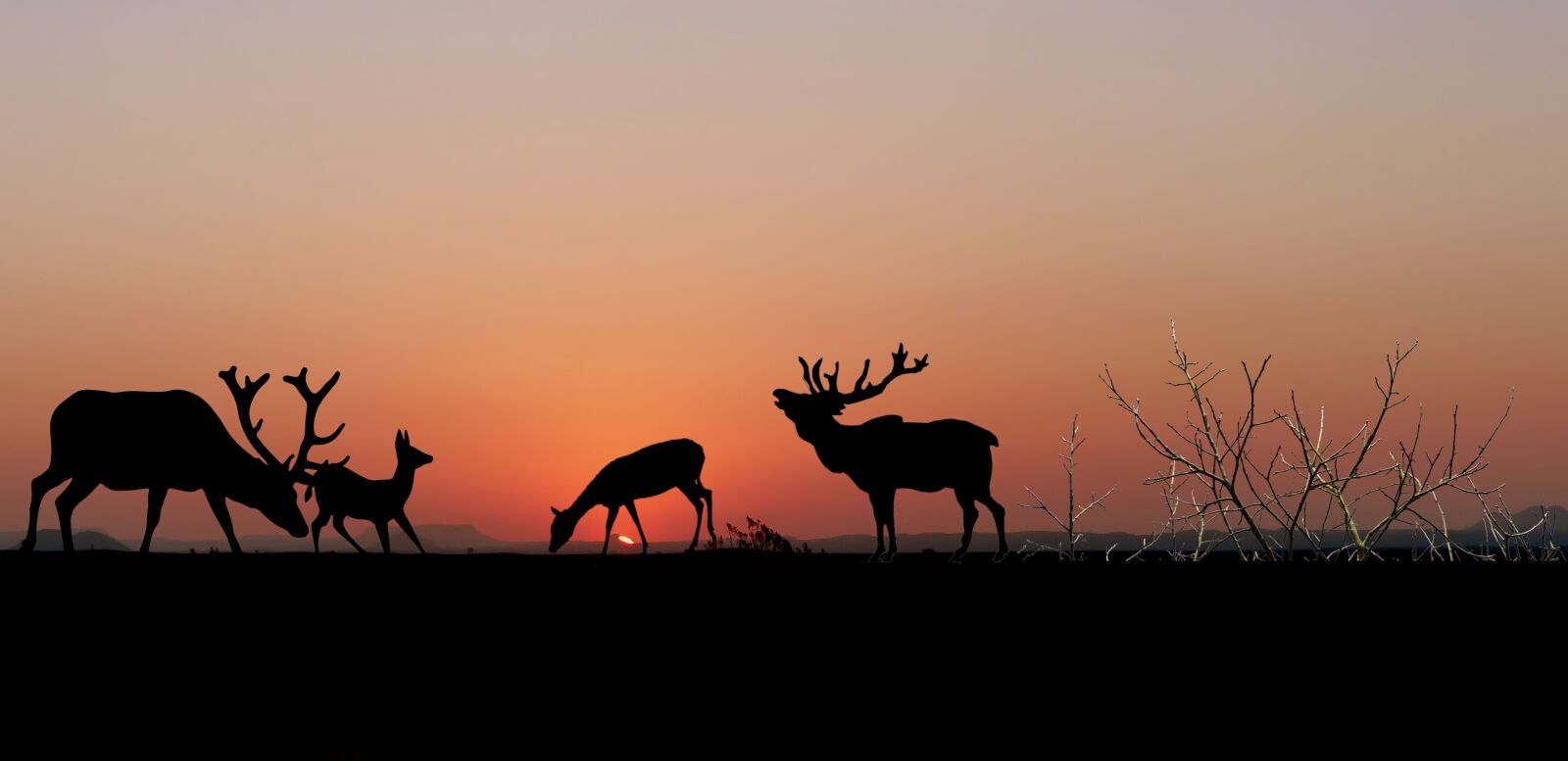 Panasonic Lumix DMC-FZ200 sample photo. Sunrise, deer, biches photography