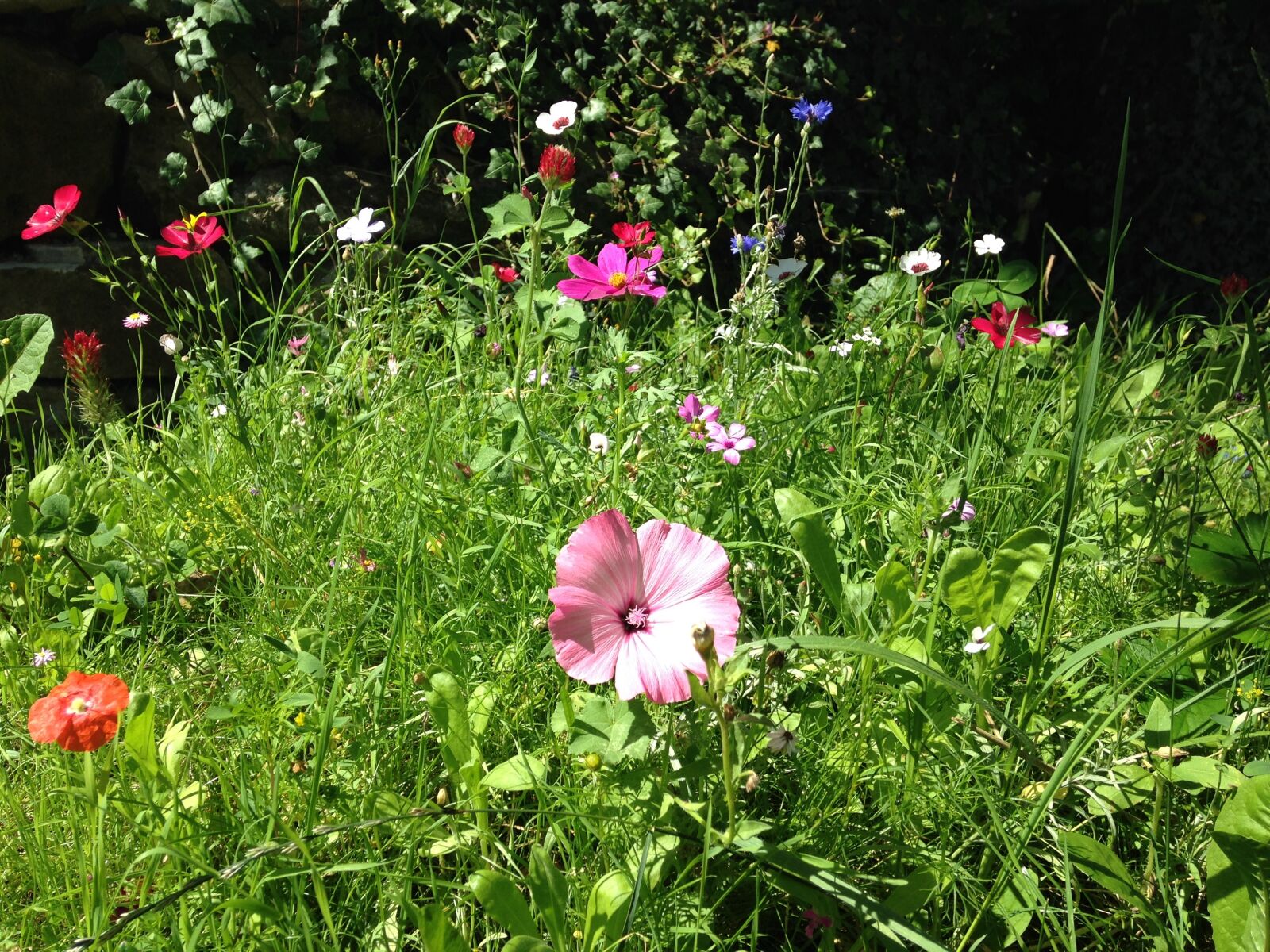 Apple iPhone 5c sample photo. Meadow, flowers, summer photography