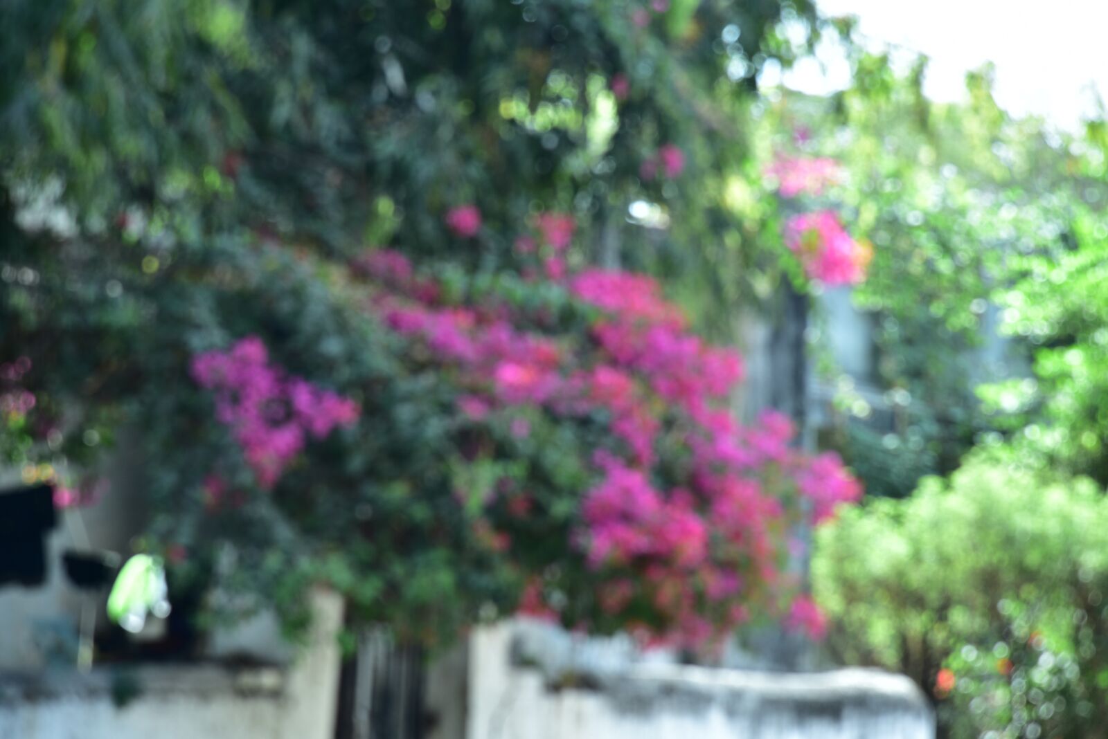 Nikon D750 sample photo. Blur greenary, difuse background photography