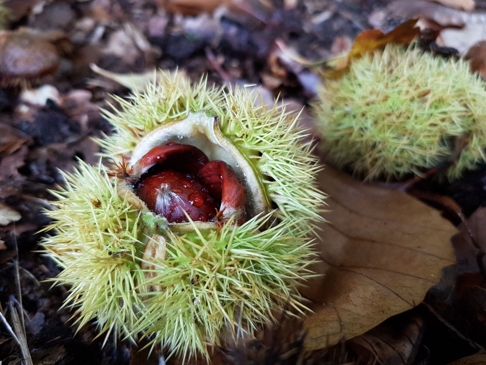 Samsung Galaxy S7 sample photo. Chestnut, collect, autumn photography