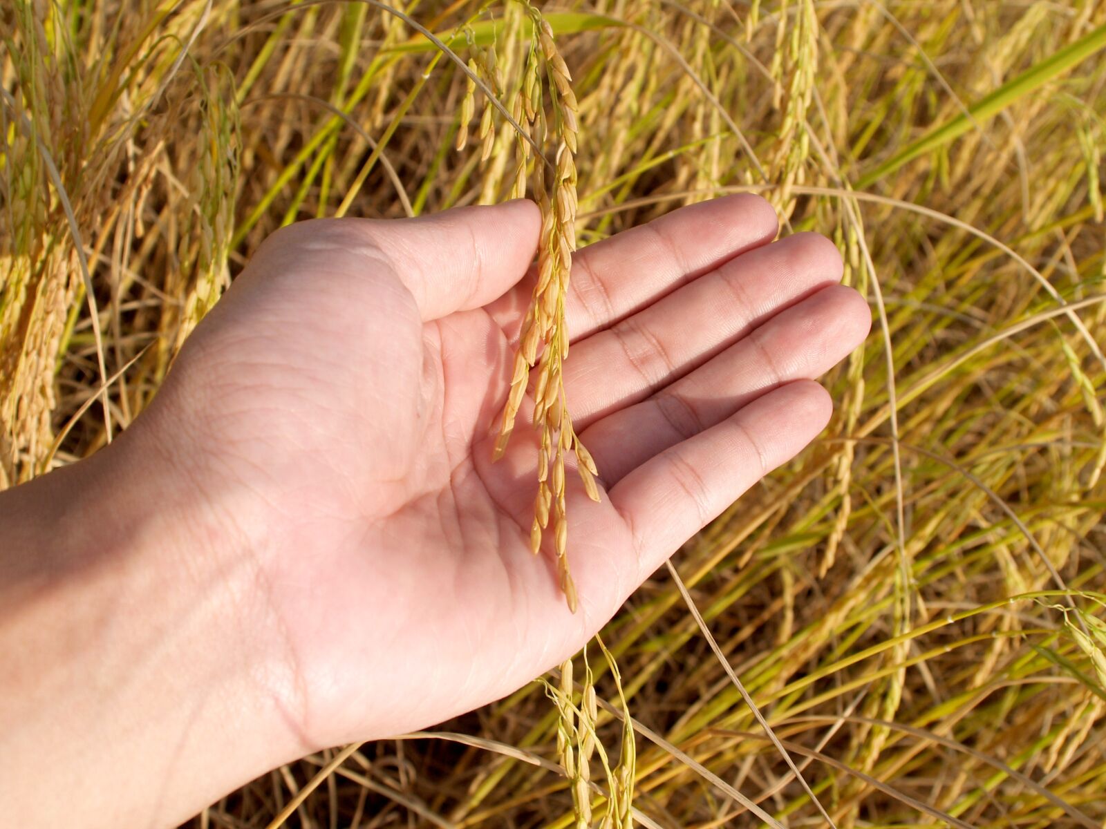 Olympus E-300 (EVOLT E-300) sample photo. Agriculture, asia, autumn photography