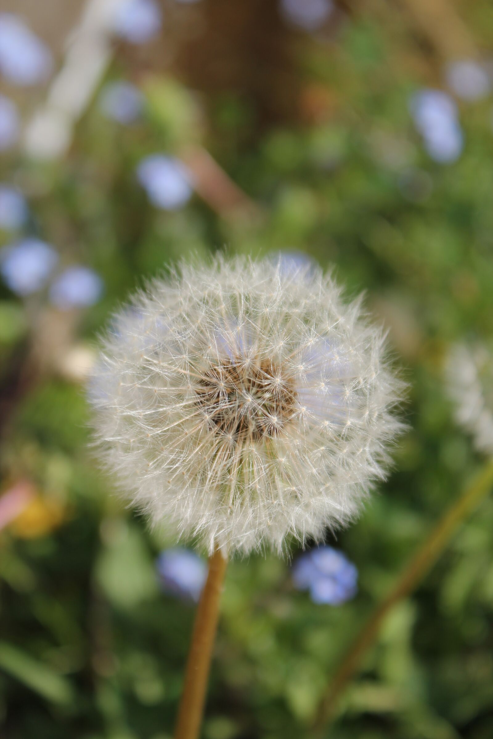 Canon EOS 550D (EOS Rebel T2i / EOS Kiss X4) sample photo. Dandelion, flower, nature photography