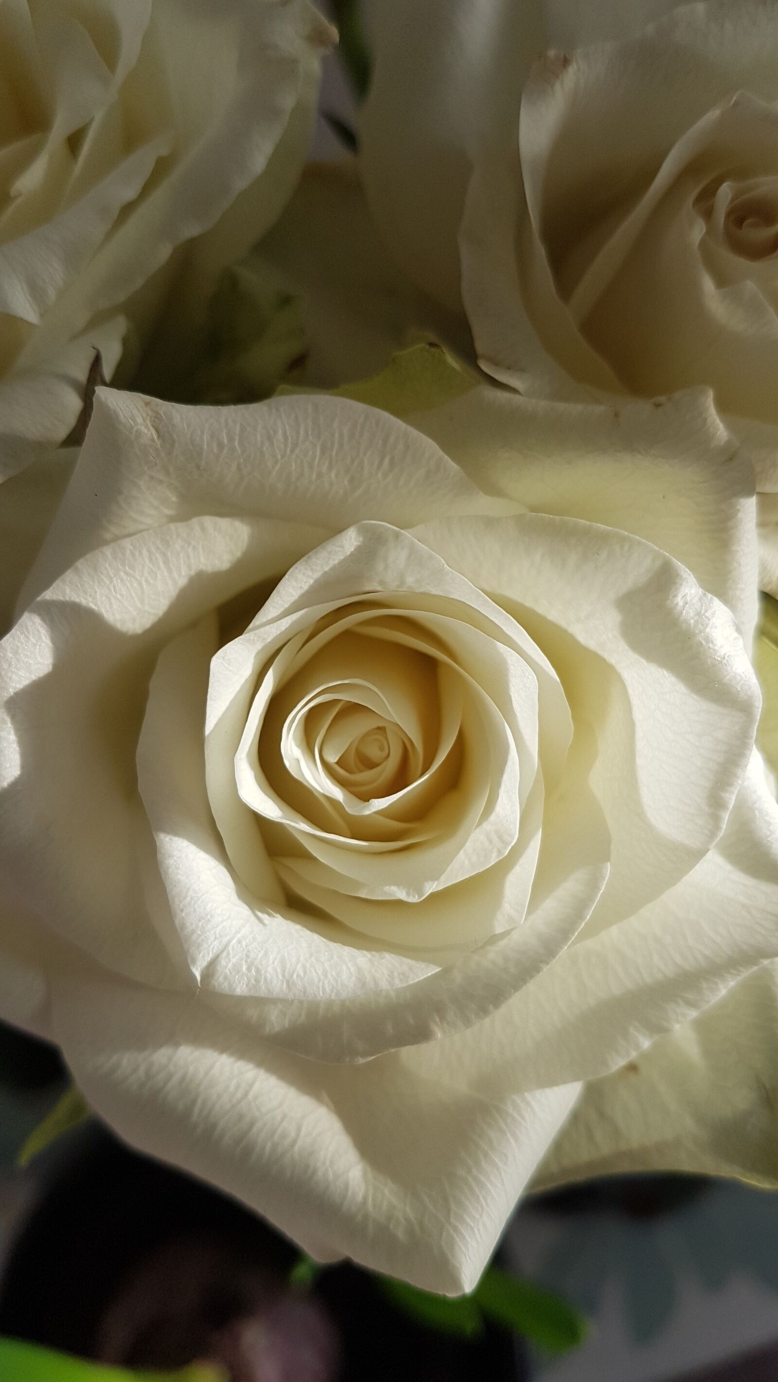 Samsung Galaxy S7 Edge sample photo. Rose, white, flower photography