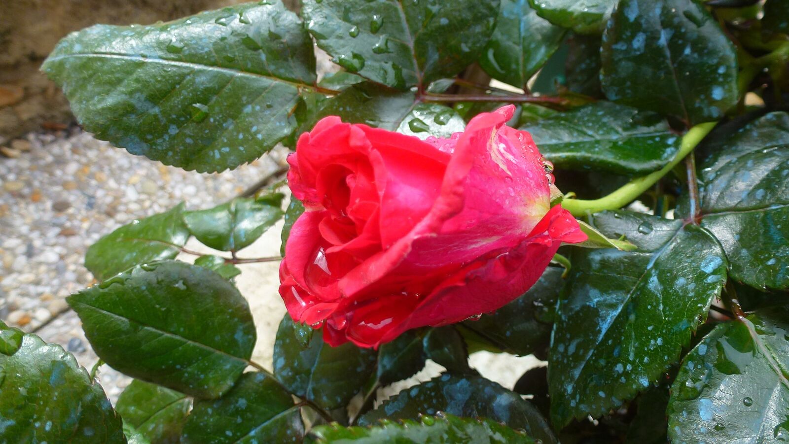 Panasonic Lumix DMC-ZS10 (Lumix DMC-TZ20 / Lumix DMC-TZ22) sample photo. Nature, pink, flower photography
