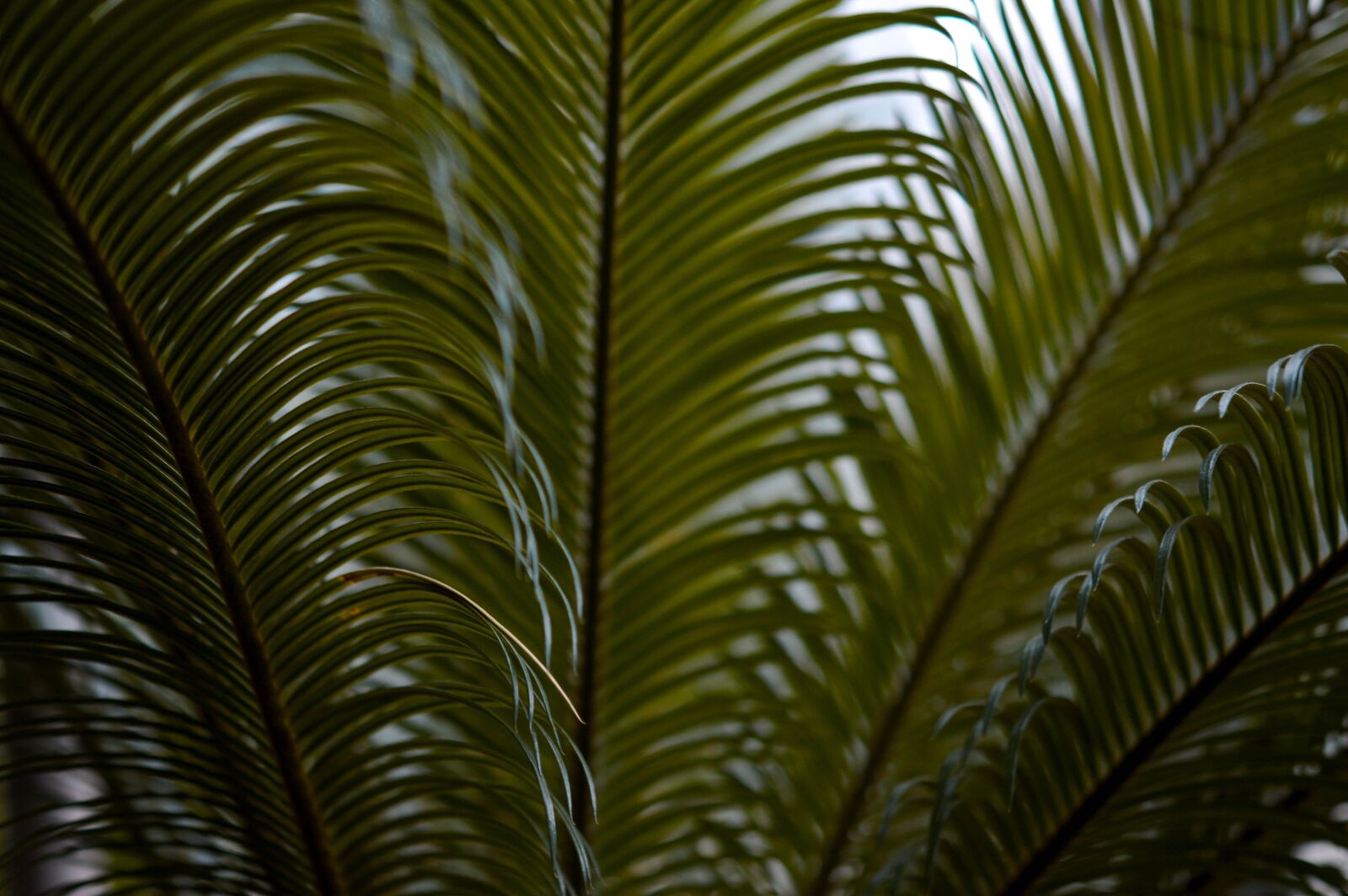 Nikon D3200 sample photo. Leaves, pants, tropical photography