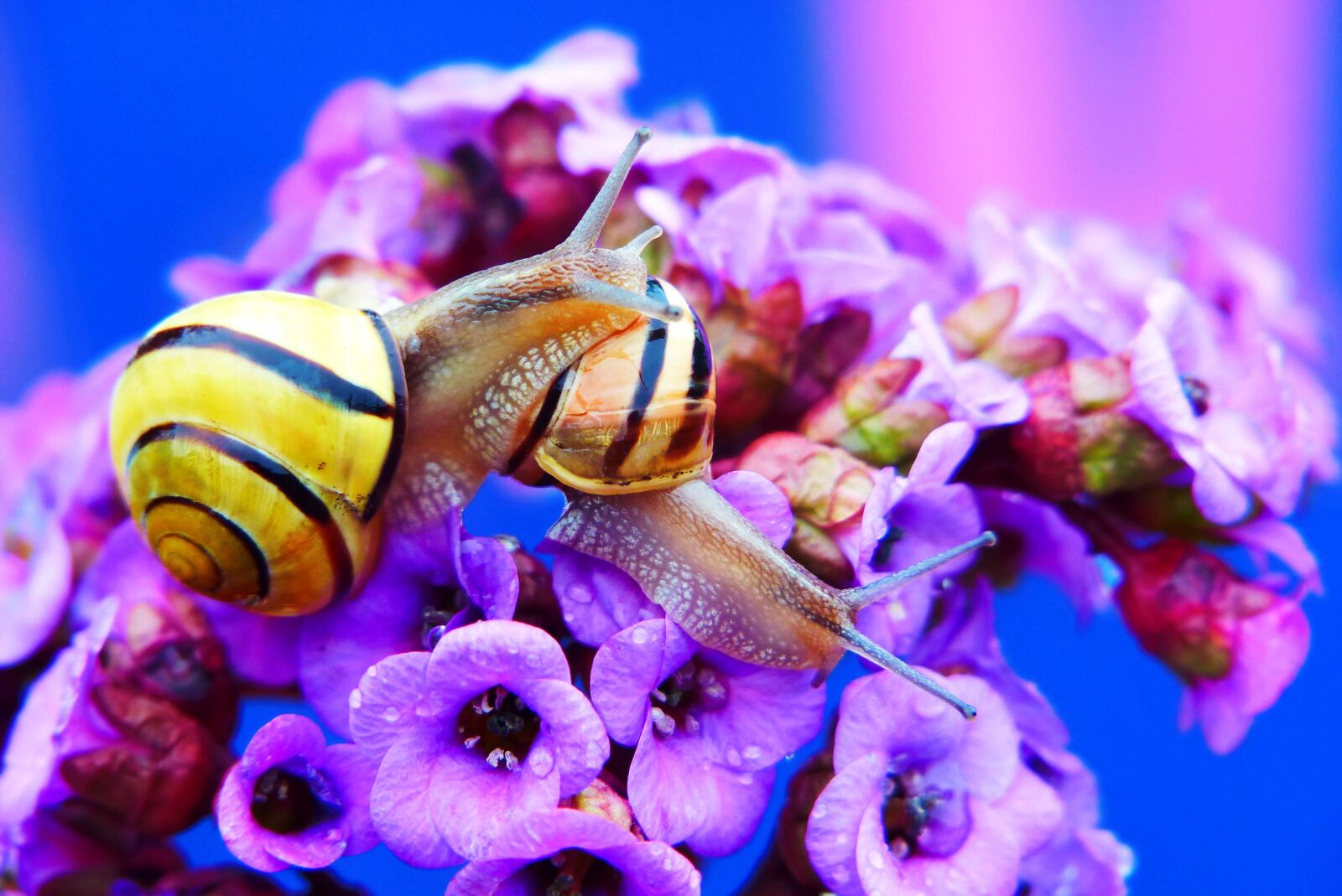 Panasonic Lumix DMC-FZ200 sample photo. Wst yki gajowe, molluscs photography