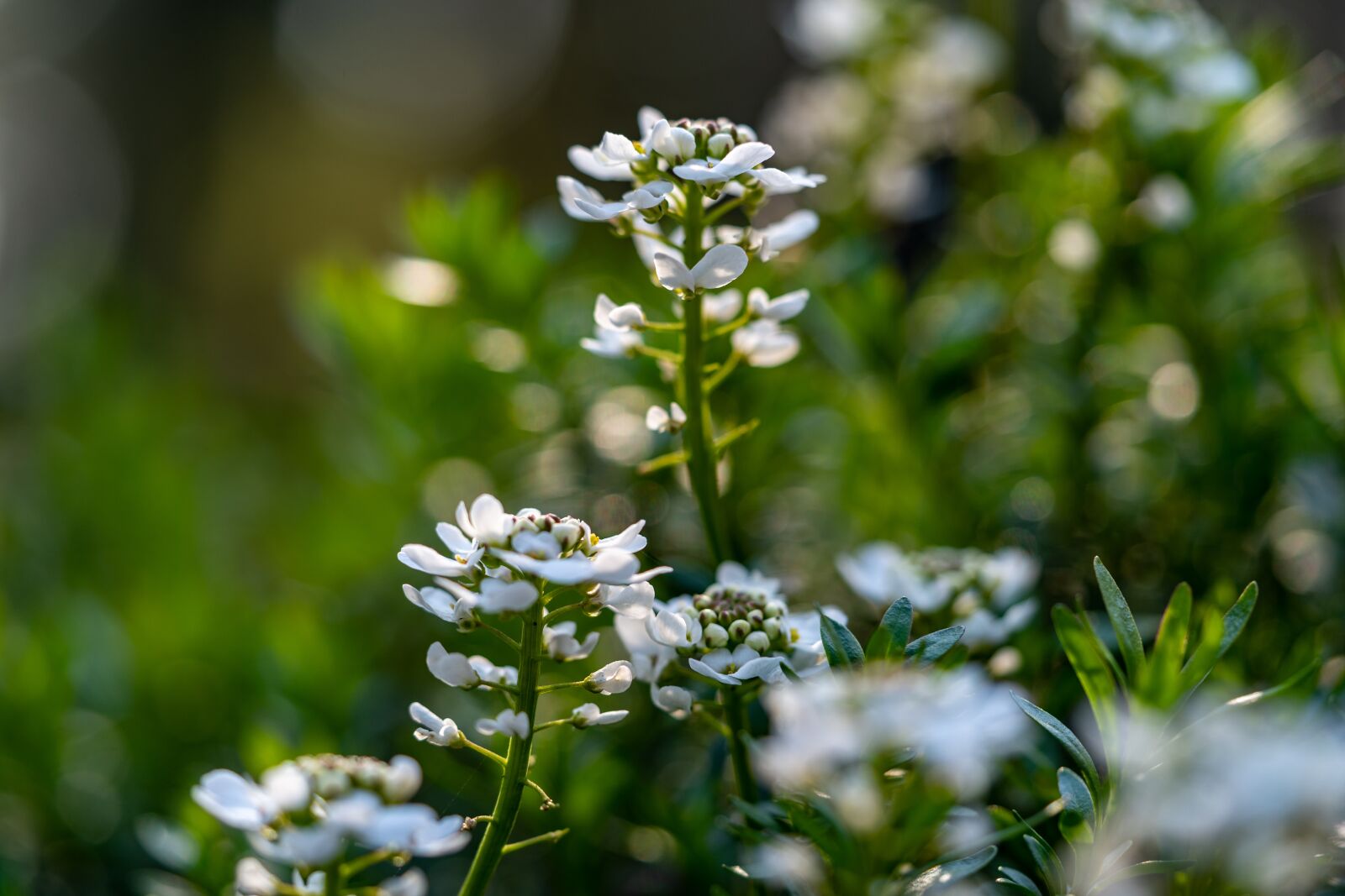 Nikon Z6 sample photo. Candytuft, evergreen, iberis photography