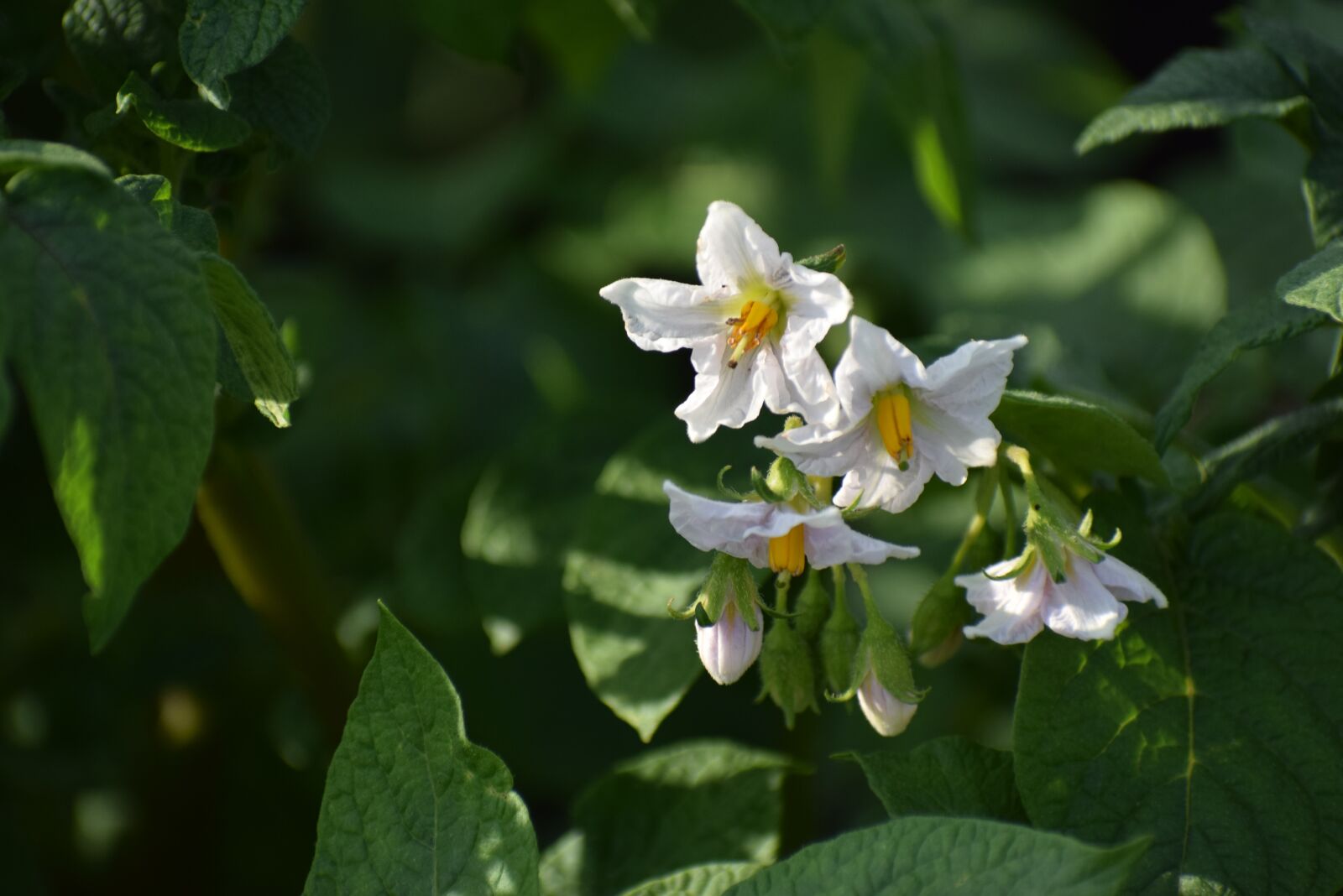 Nikon D5300 sample photo. Greens, flower, potatoes photography