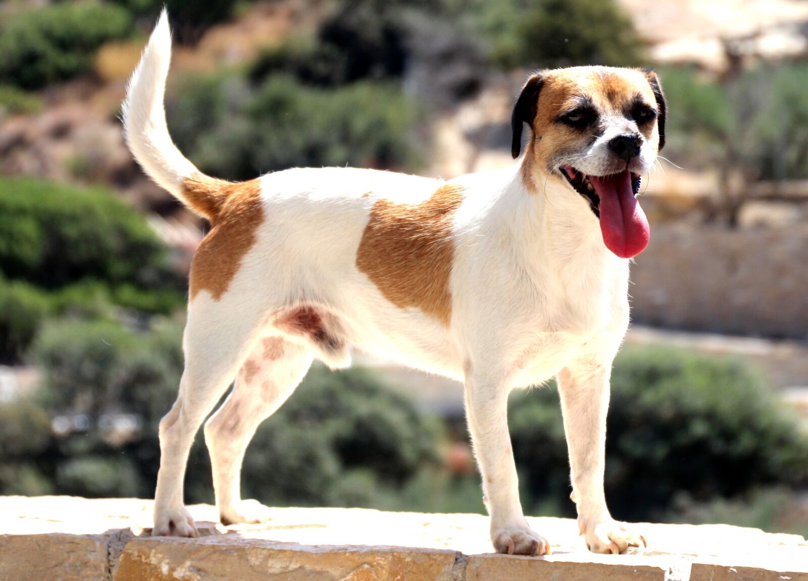 Canon EOS 700D (EOS Rebel T5i / EOS Kiss X7i) sample photo. Dog, canine, pet photography