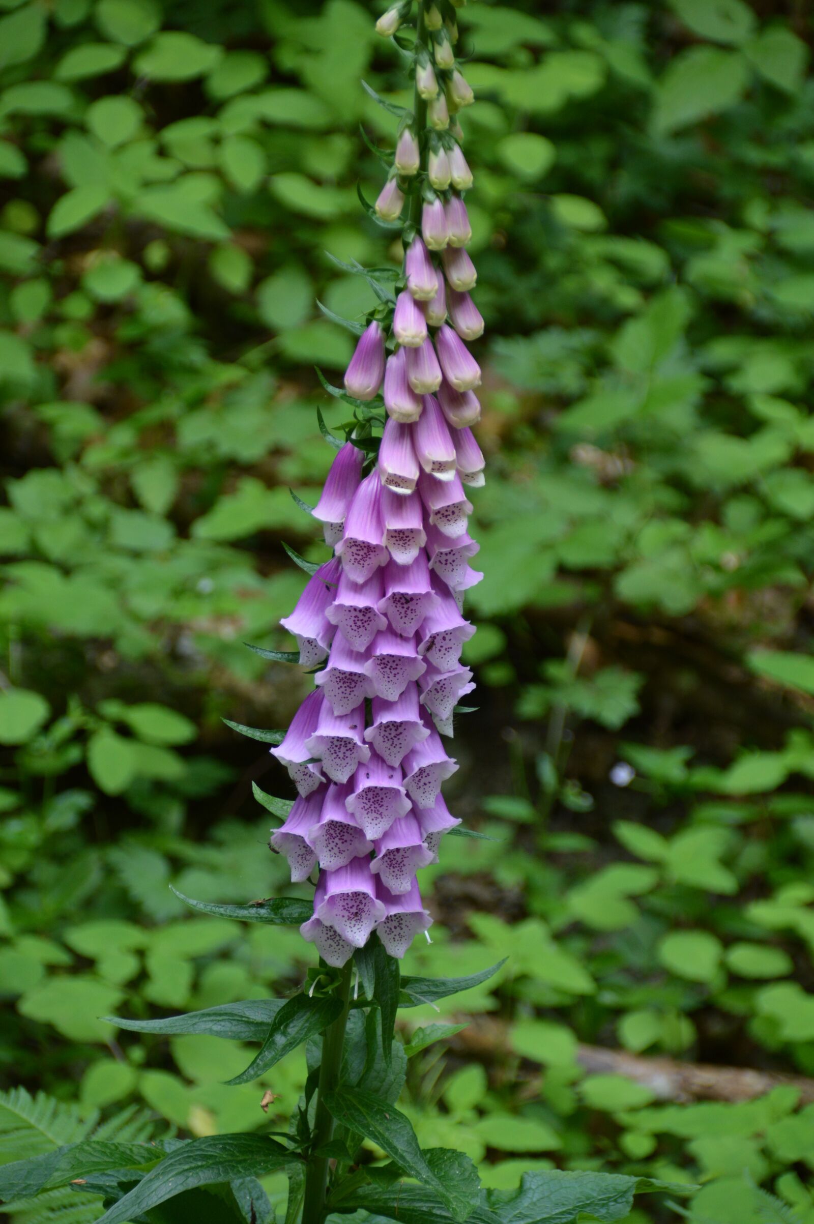 Nikon D3200 sample photo. Toxic, flower, thimble photography