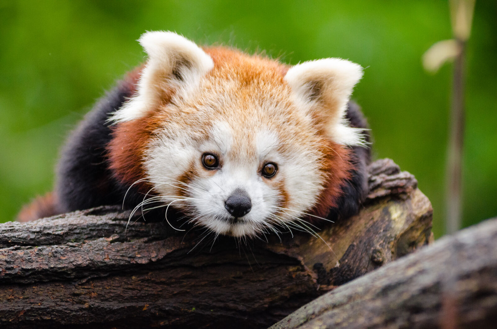 AF Zoom-Nikkor 80-200mm f/2.8 ED sample photo. Red, panda, on, brown photography