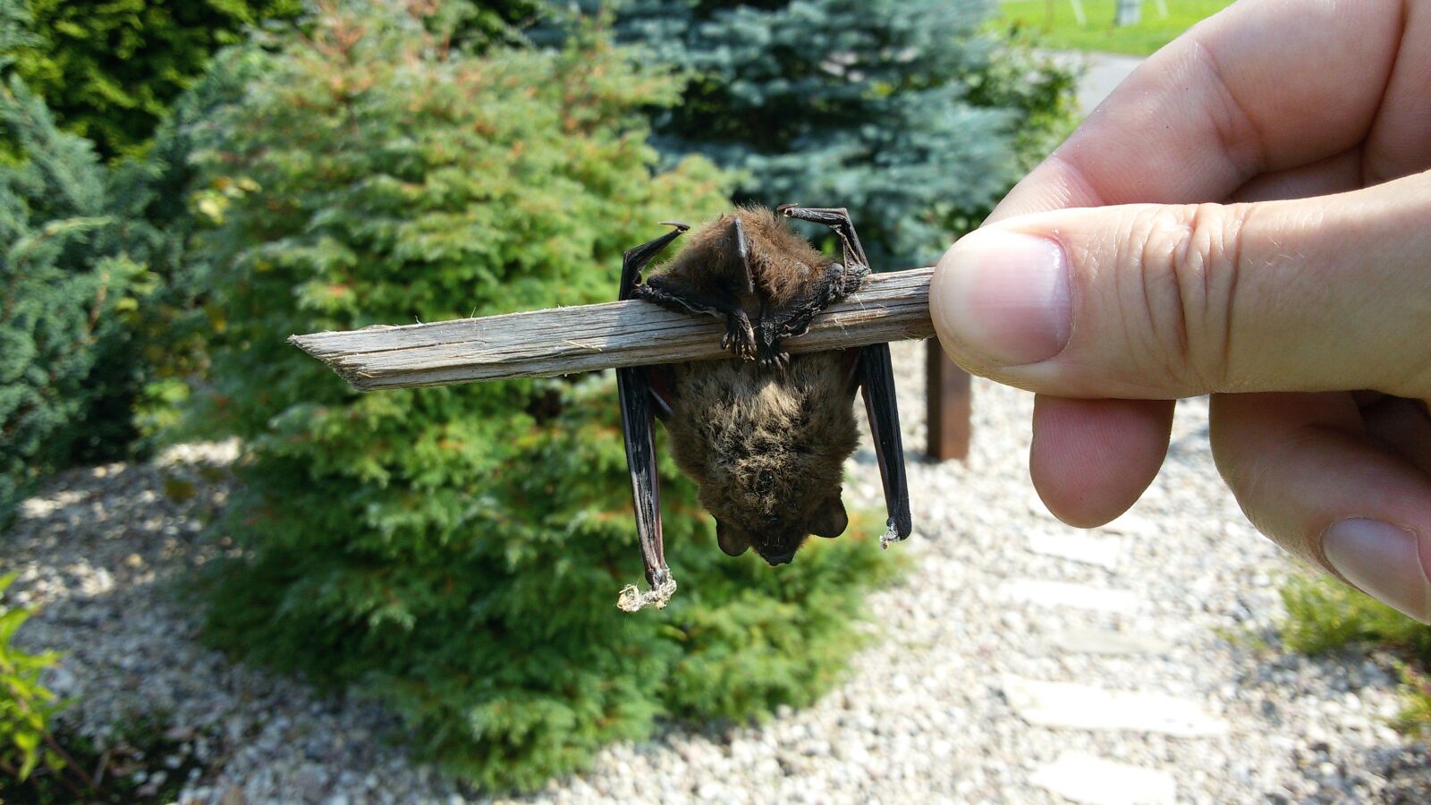 Samsung Galaxy S3 Neo sample photo. Bat, bats, animals photography