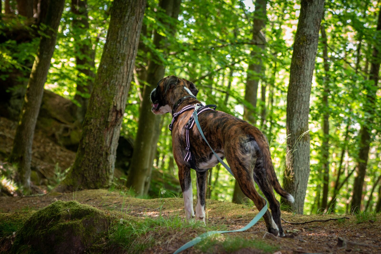 Canon EOS 70D sample photo. Boxer, dog, pet photography