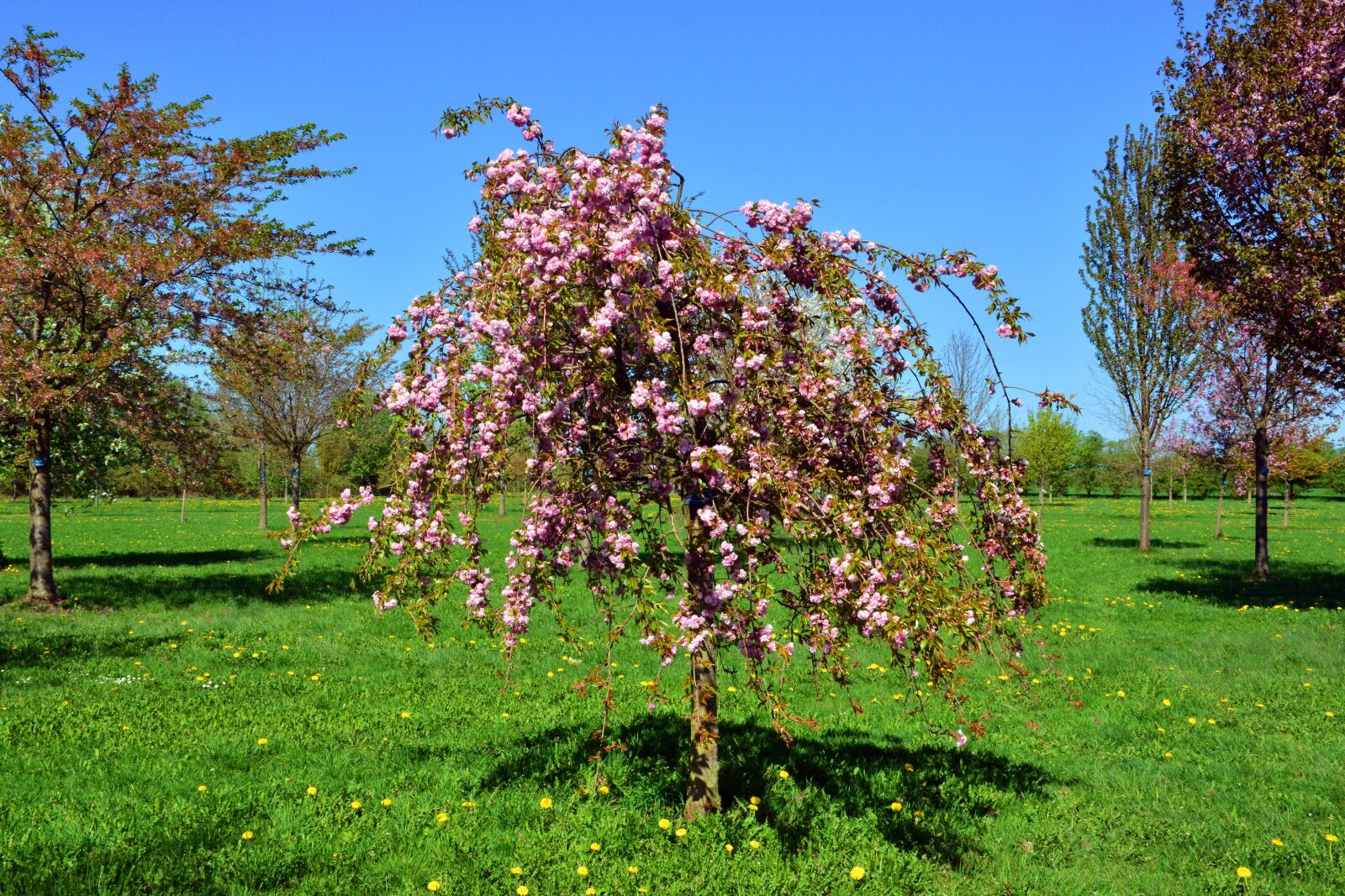 Nikon D5200 sample photo. Spring suspension cherry, cherry photography