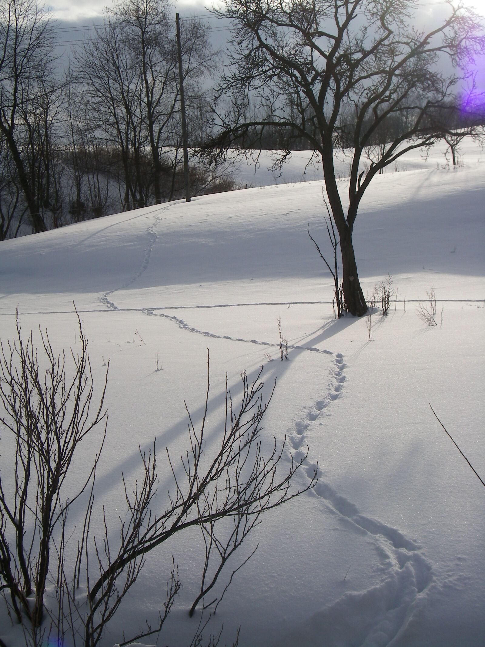 Pentax OPTIO T30 sample photo. Winter, snow, landscape photography