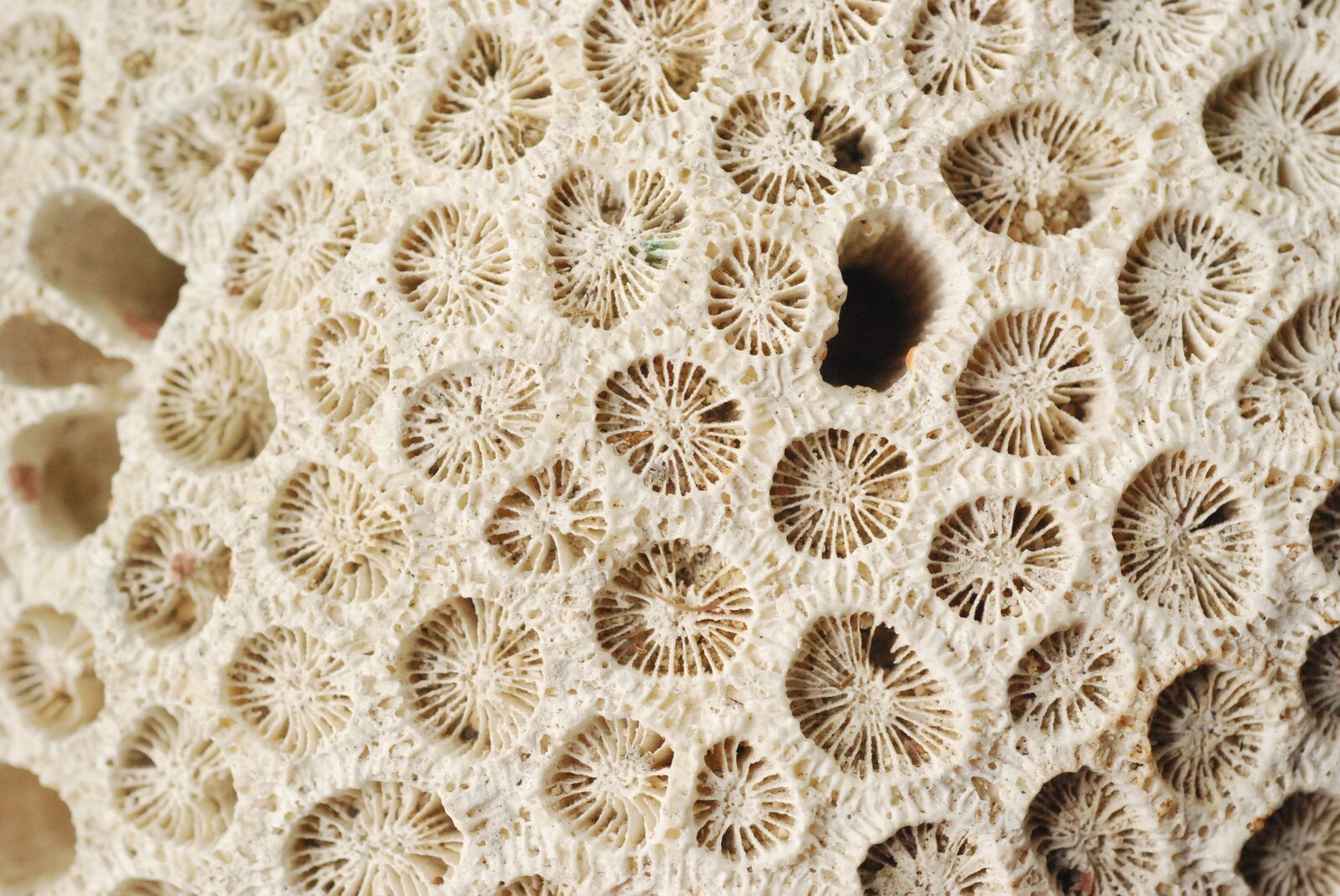 Nikon D40X sample photo. Corals, sea, ecosystem photography