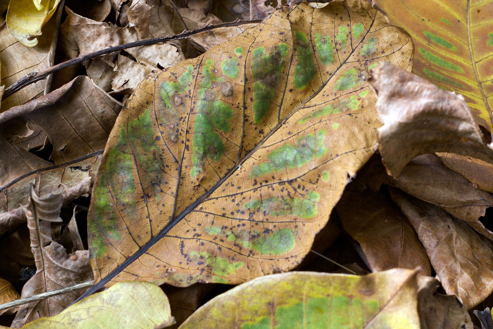 Nikon D7100 sample photo. Leaves, autumn, transience photography