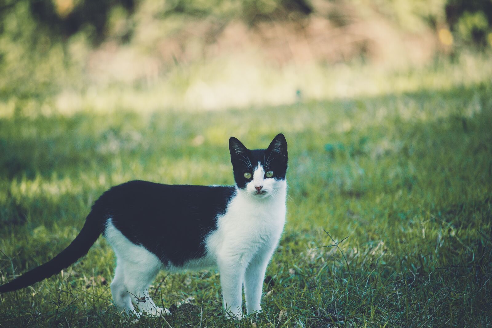 Canon EOS 1300D (EOS Rebel T6 / EOS Kiss X80) sample photo. Cat, feline, animal photography