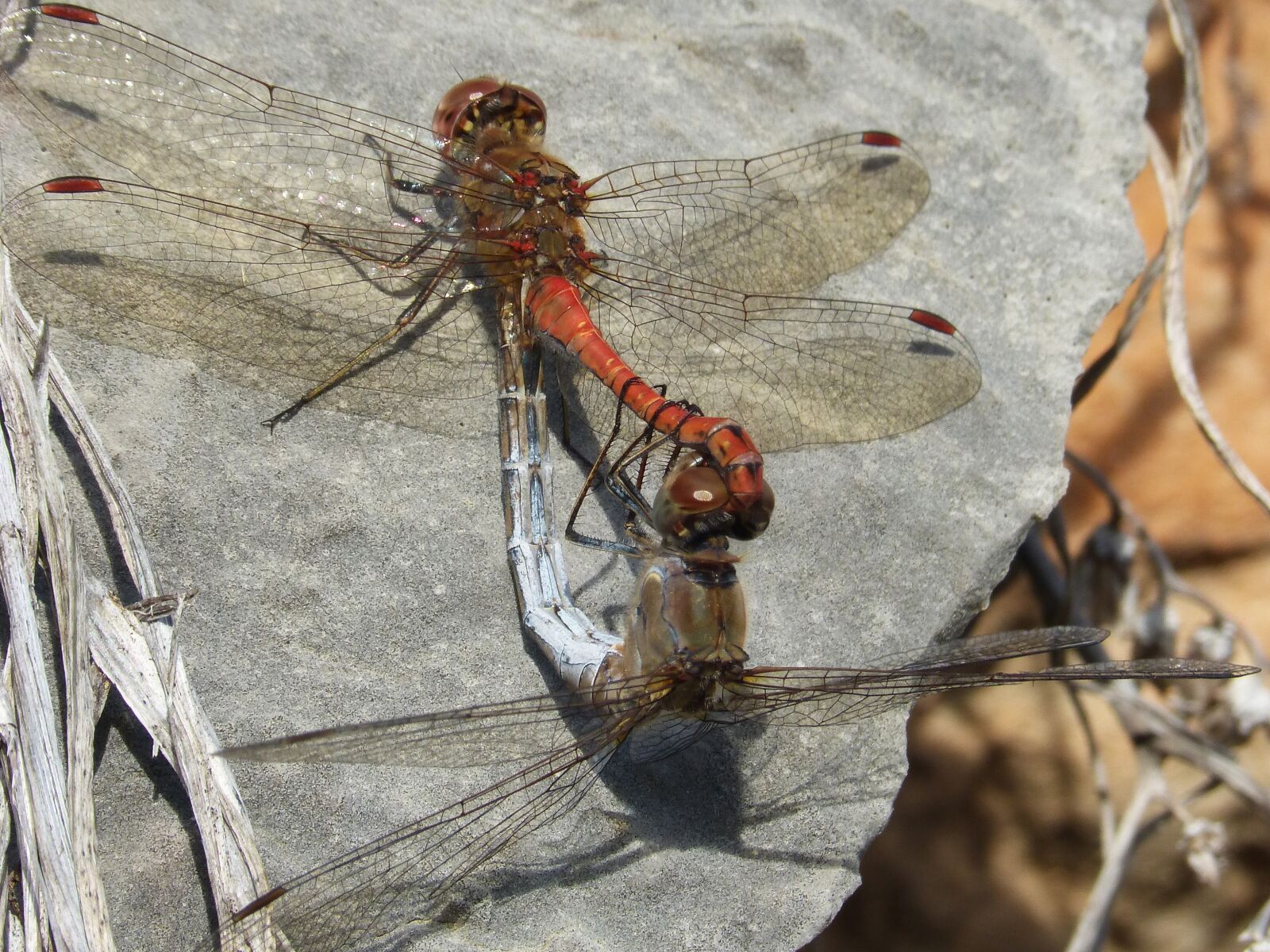 Panasonic DMC-FZ62 sample photo. Dragonflies, insects mating, copulation photography