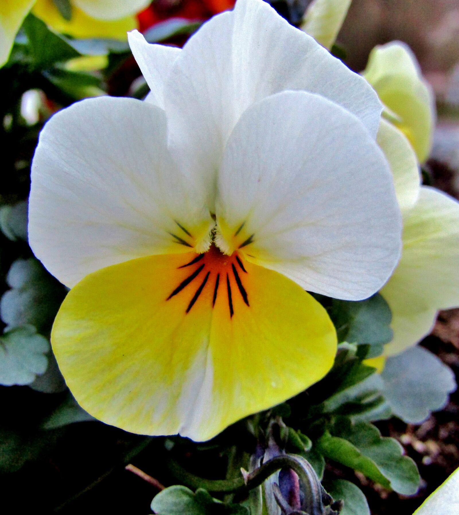 Canon POWERSHOT SX432 IS sample photo. Yellow, white, pansy photography