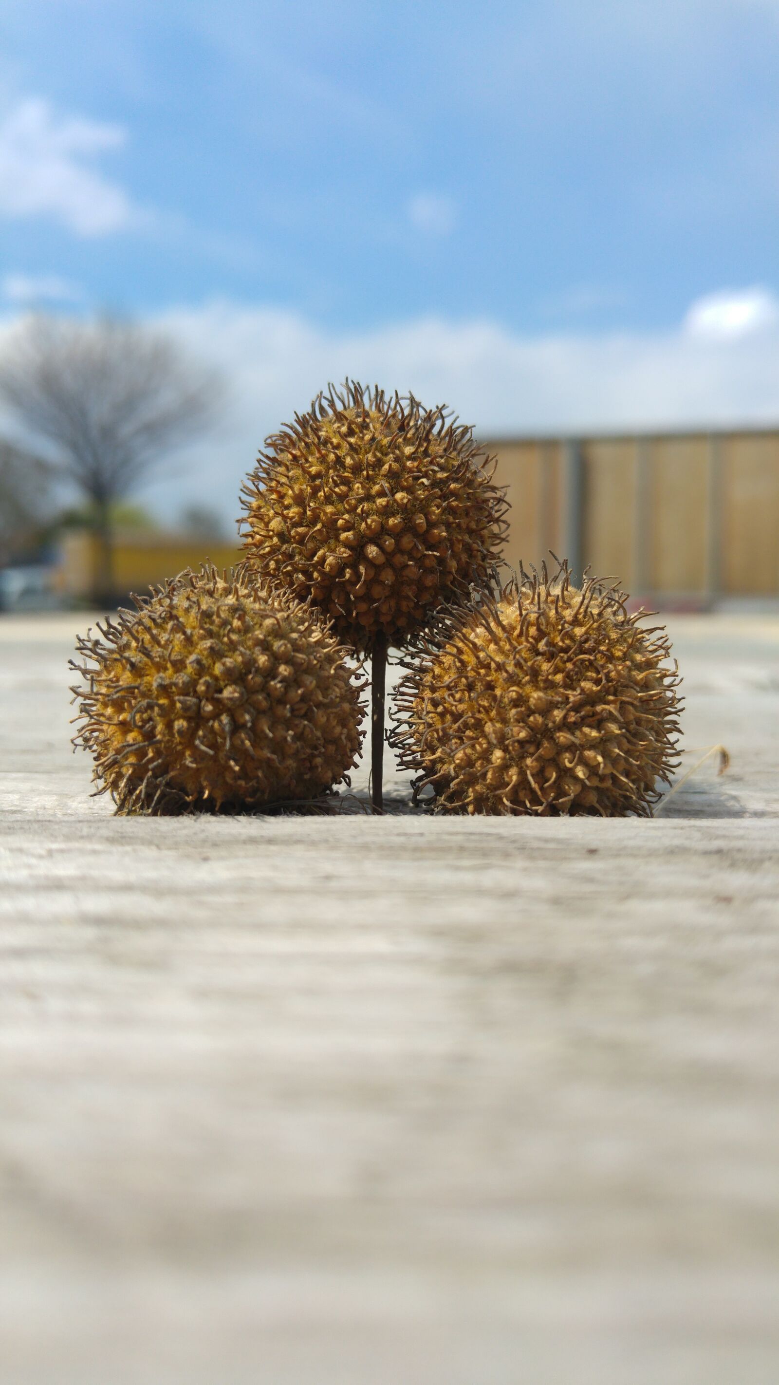 LG H815TR sample photo. Three balls, chestnut, brown photography
