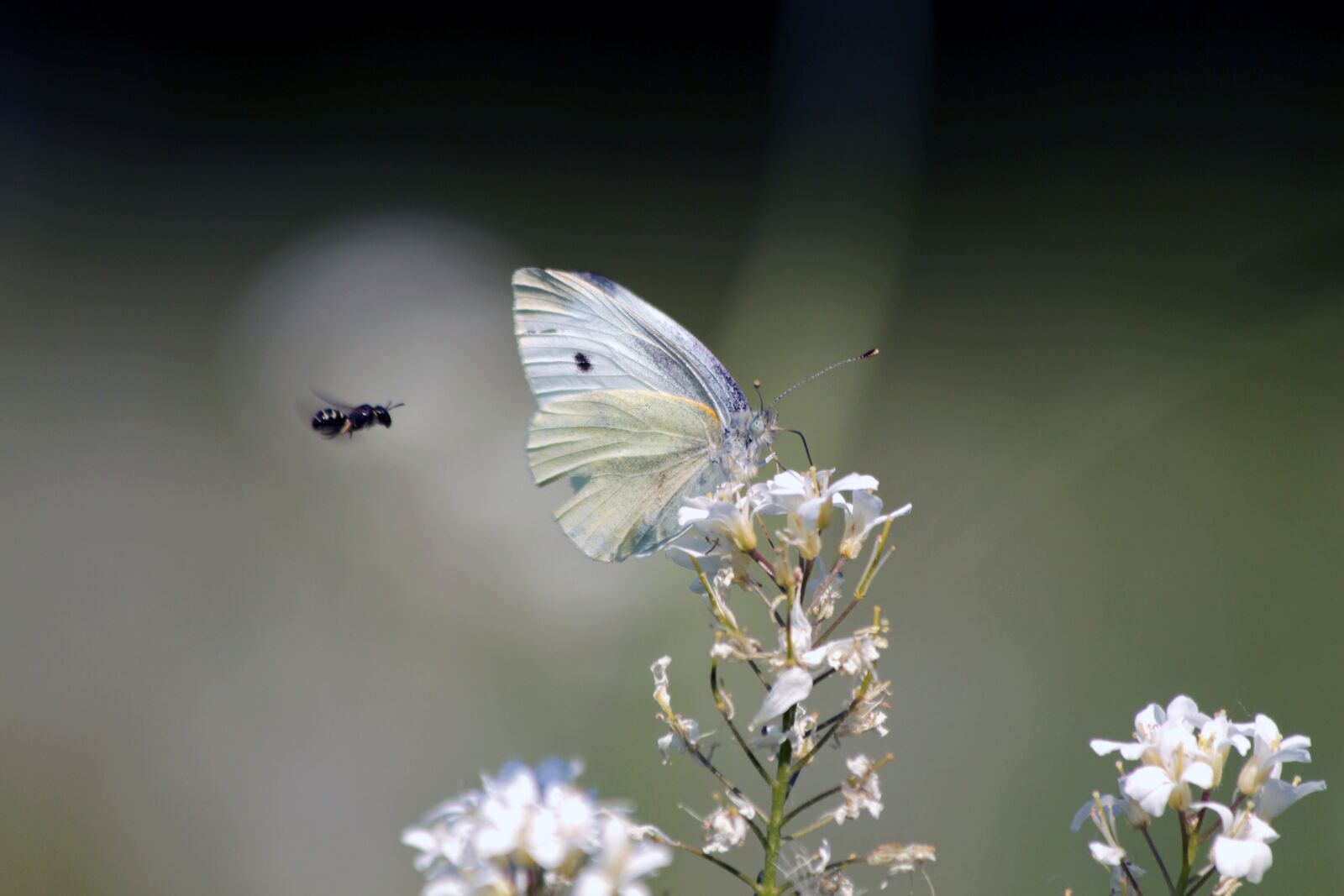Canon EOS 650D (EOS Rebel T4i / EOS Kiss X6i) sample photo. Small white, bessie white photography