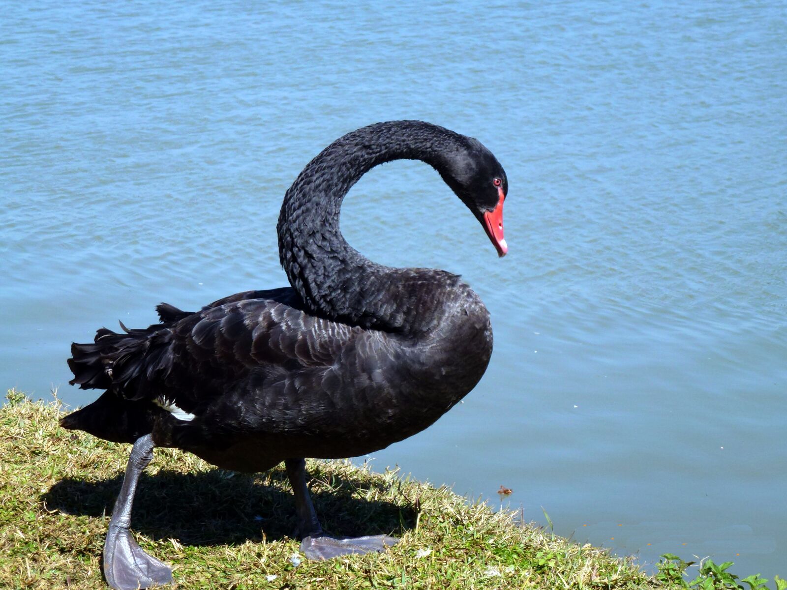 Panasonic Lumix DMC-ZS10 (Lumix DMC-TZ20 / Lumix DMC-TZ22) sample photo. Swan, black, bird photography