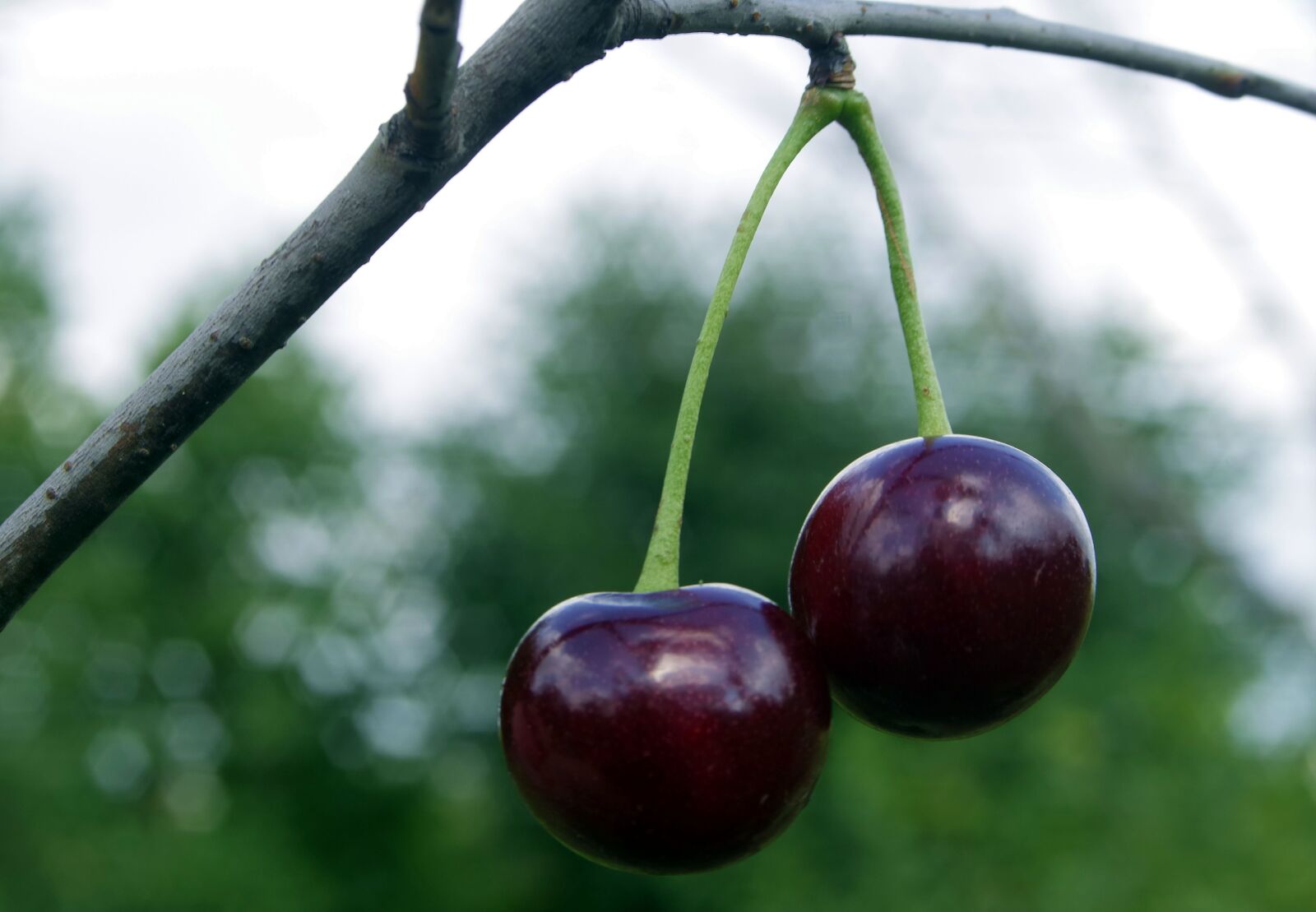 Pentax K-S2 sample photo. Cherries, cherry, fruit photography