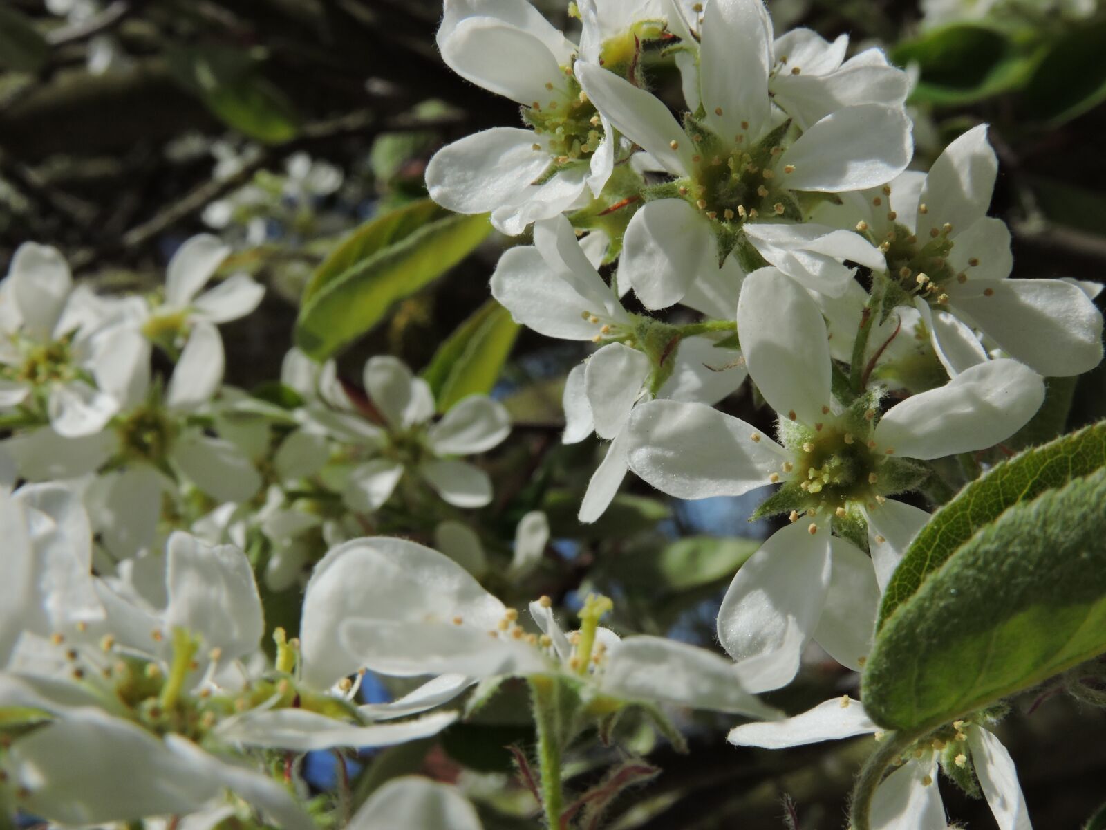 Nikon Coolpix P600 sample photo. Flower, white, green photography