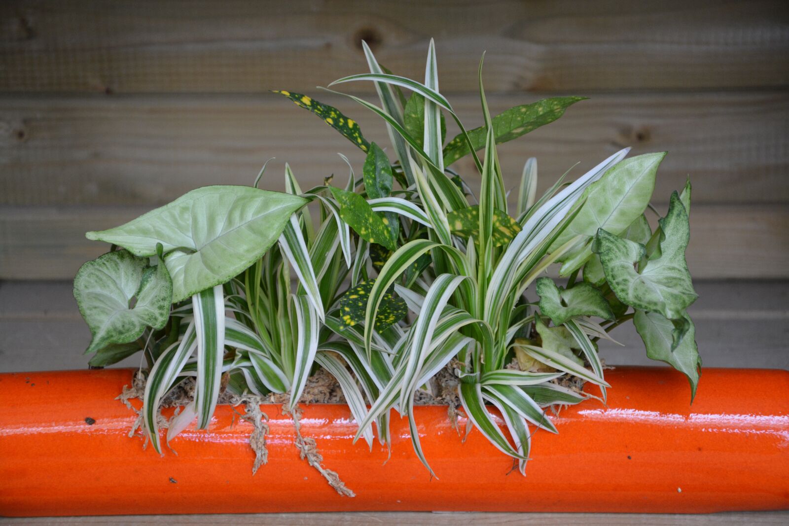 Nikon D5200 sample photo. Green leaves, decoration, pot photography
