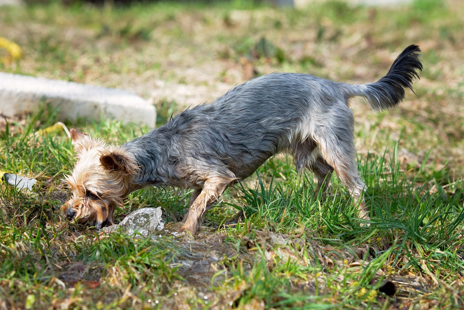 Nikon D7100 sample photo. Dog, water, play photography