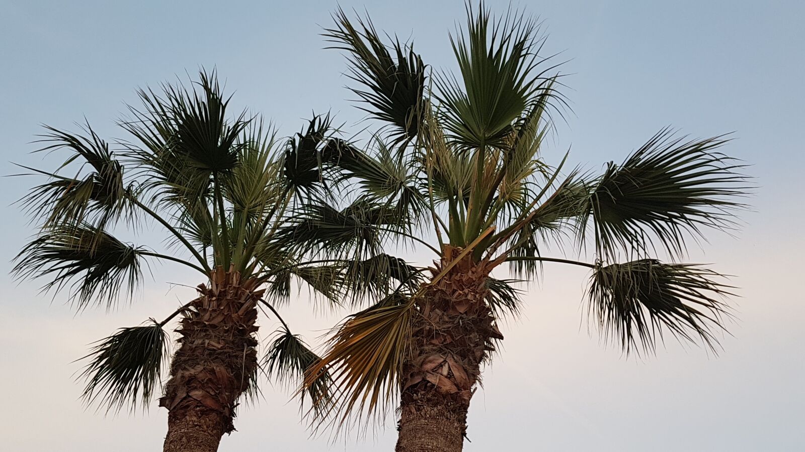 Samsung Galaxy S7 sample photo. Rhodes, palm trees, summer photography