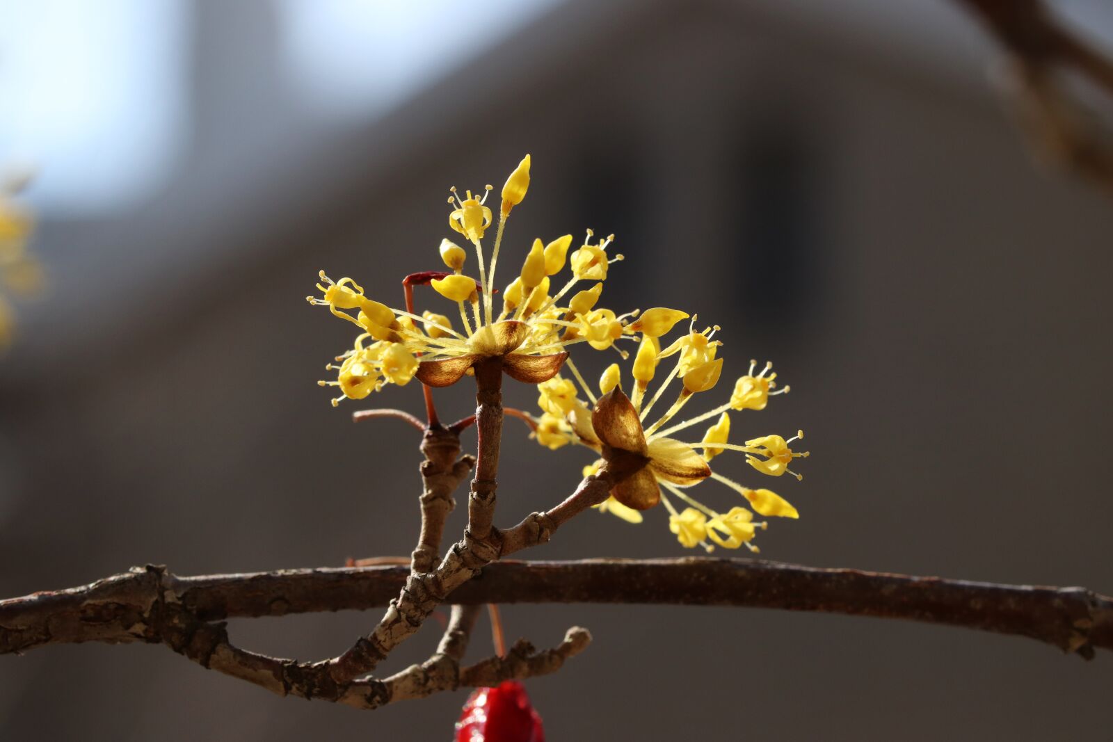 Canon EOS 800D (EOS Rebel T7i / EOS Kiss X9i) sample photo. Spring, spring flowers, nature photography