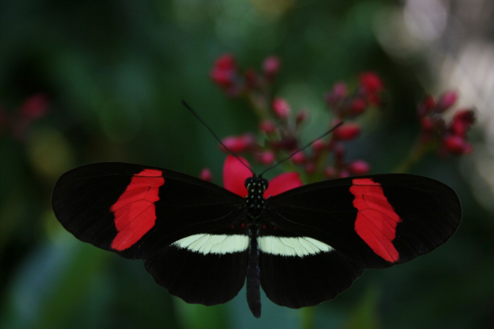 Canon EOS 350D (EOS Digital Rebel XT / EOS Kiss Digital N) sample photo. Butterfly, nature, bloom photography