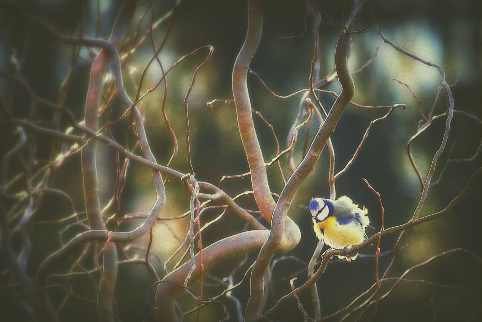 Canon EF-S 55-250mm F4-5.6 IS STM sample photo. Tit, bird, blue tit photography