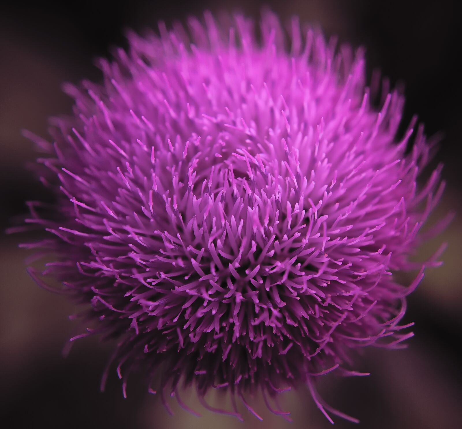 Nikon D3300 sample photo. Flower, macro, nature photography