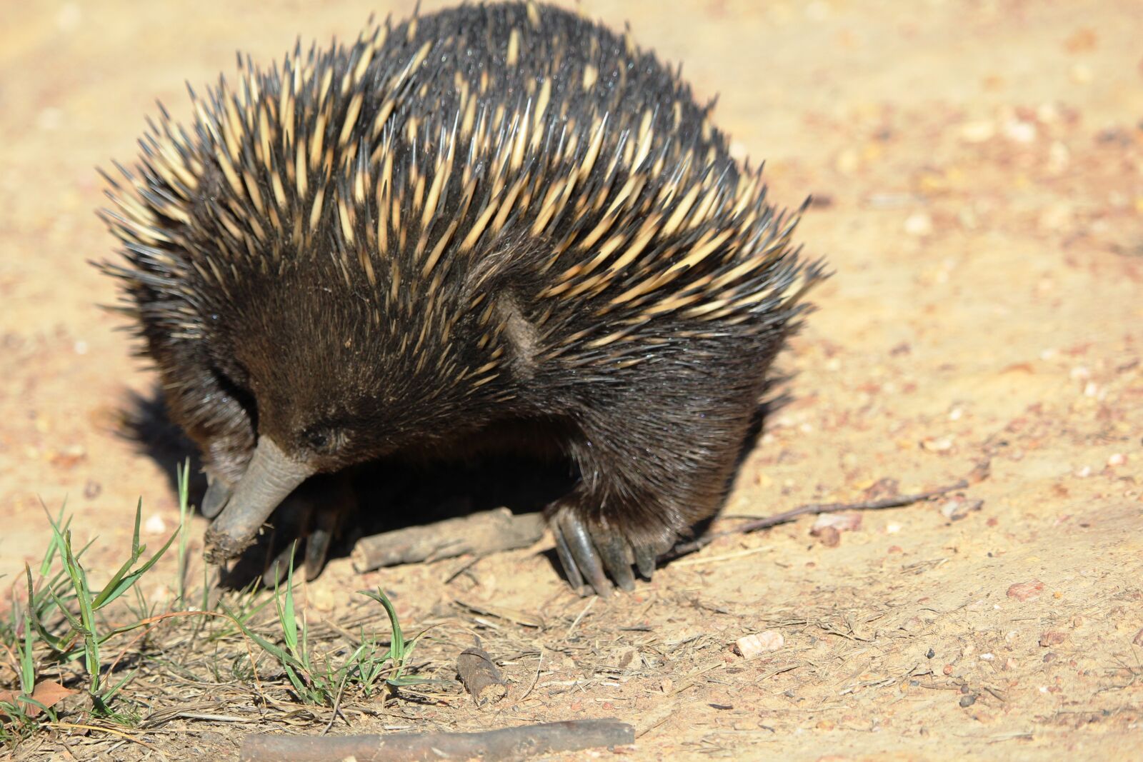 Canon EOS 1200D (EOS Rebel T5 / EOS Kiss X70 / EOS Hi) sample photo. Echidna, australia, animal photography