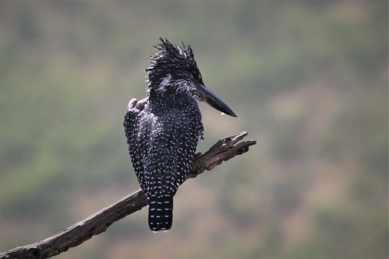 Canon EOS 60D sample photo. Giant, kingfisher, bird photography