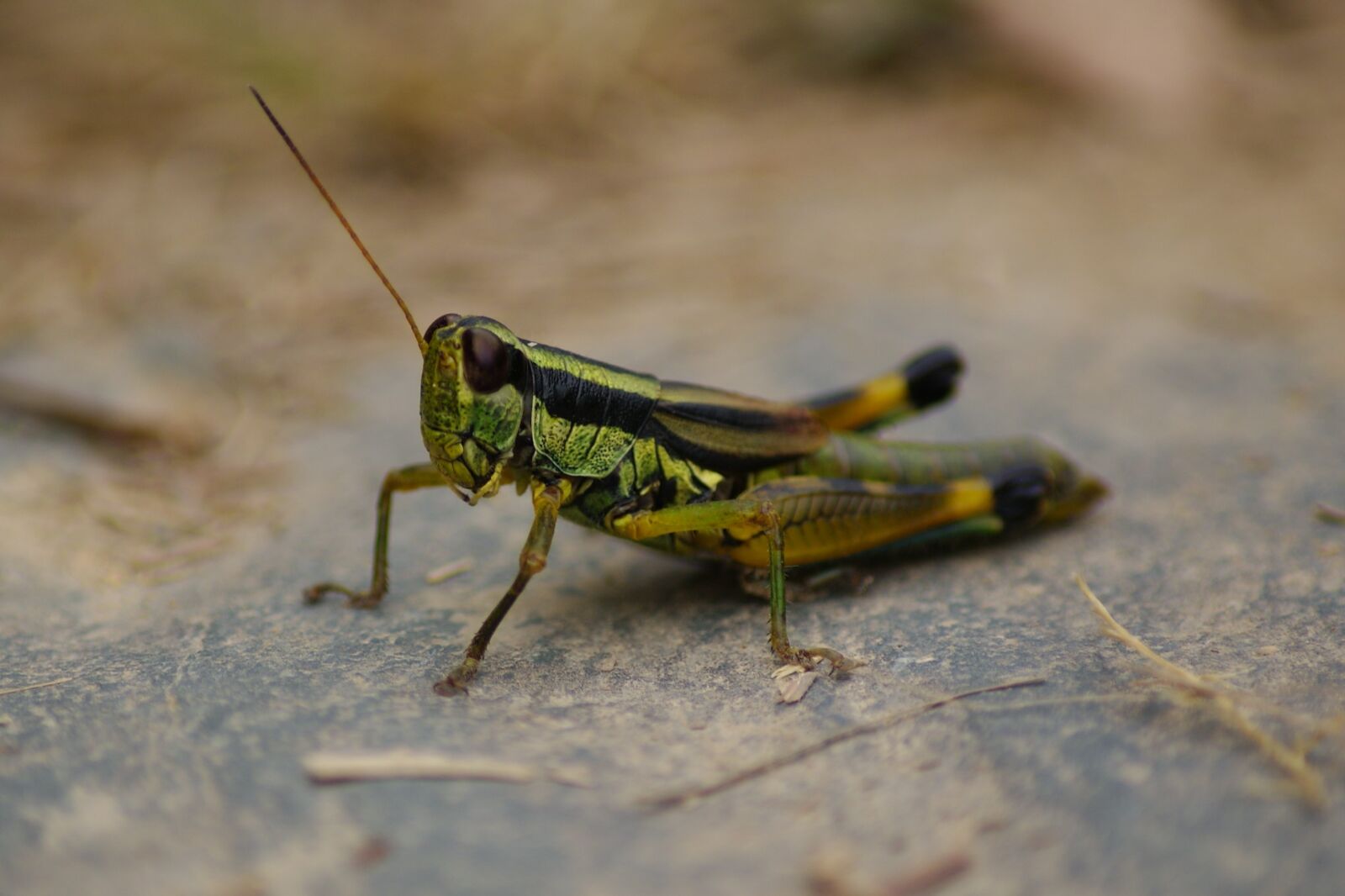 Sony Alpha DSLR-A230 sample photo. Grasshopper, cricket, green photography