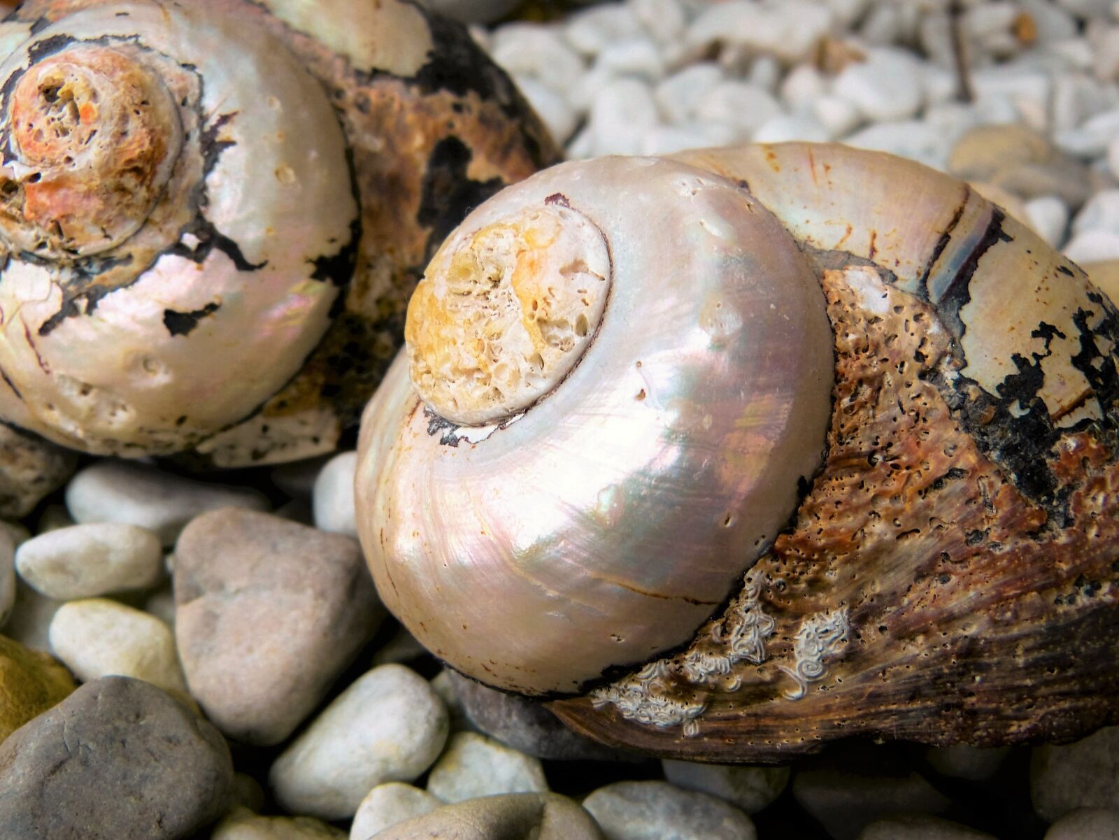Panasonic Lumix DMC-FZ150 sample photo. Shell, snail, casing photography