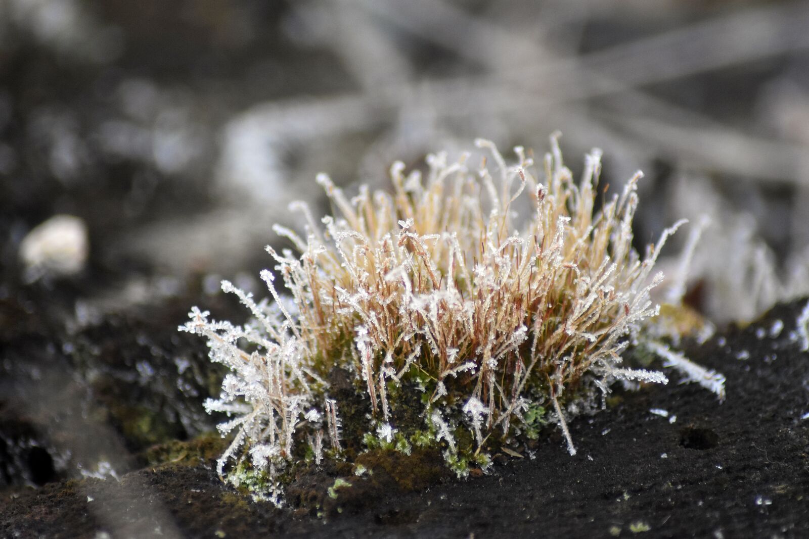 Nikon D3400 sample photo. Ground frost, frost, nature photography